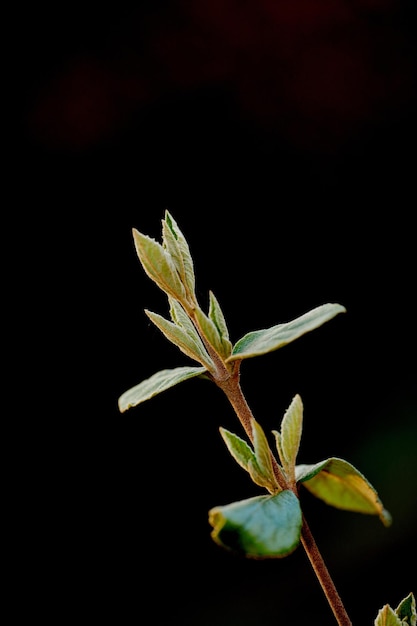 Ingrandisci i fiori organici che crescono maturando e germogliando nella stagione Dettagli della pianta di arrowwood verde Primo piano di un viburno a foglia di cuoio in studio isolato su uno sfondo nero con spazio per la copia