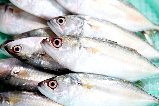 Ingrediente di pesce fresco di sgombro.