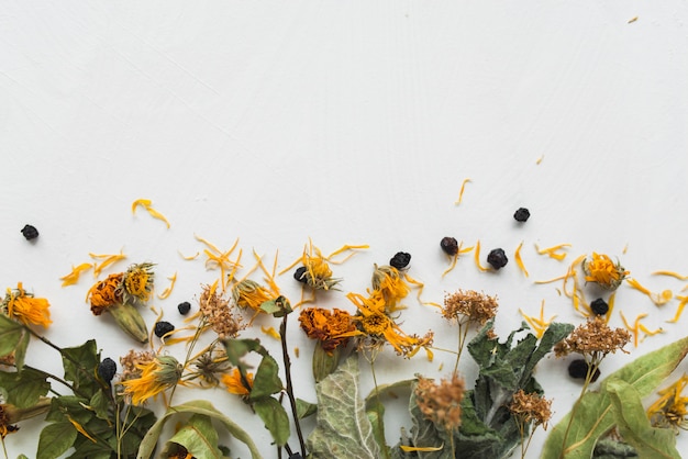 Ingredienti del tè di erbe su una priorità bassa bianca. Menta secca, mirtilli, fiori di tiglio, calendula, calendula. Tisane sparse stile piatto laici.