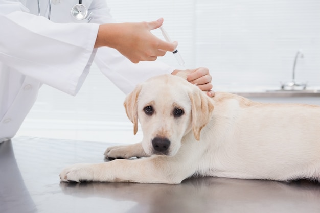 Iniezione veterinaria facendo un cane carino