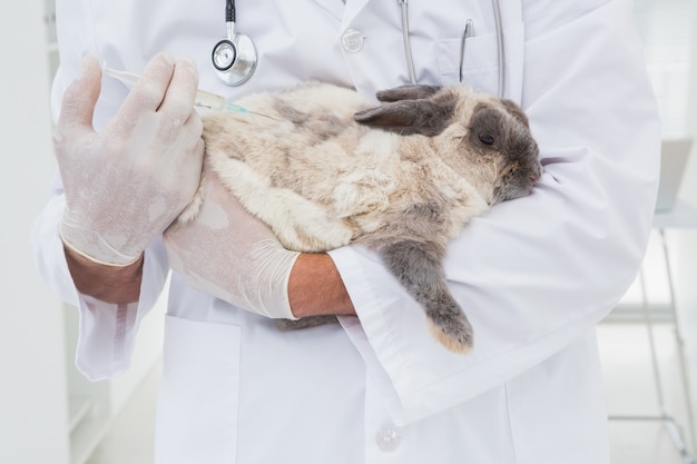 Iniezione veterinaria facendo un coniglio