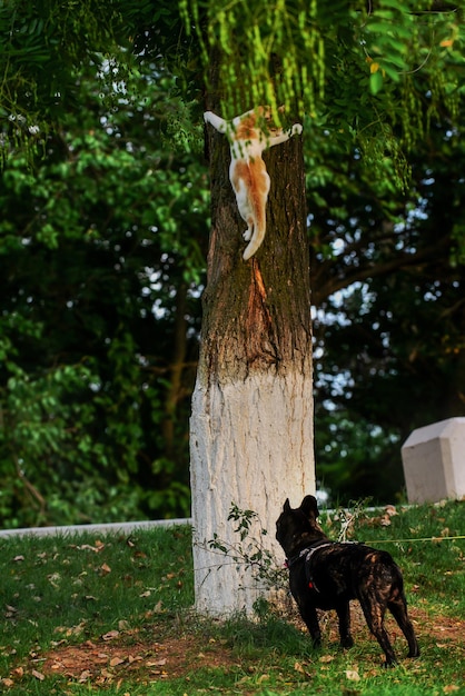 Inimicizia tra cane e gatto