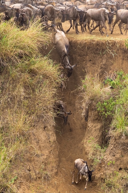 È iniziata la traversata sul fiume Mara Kenya Africa