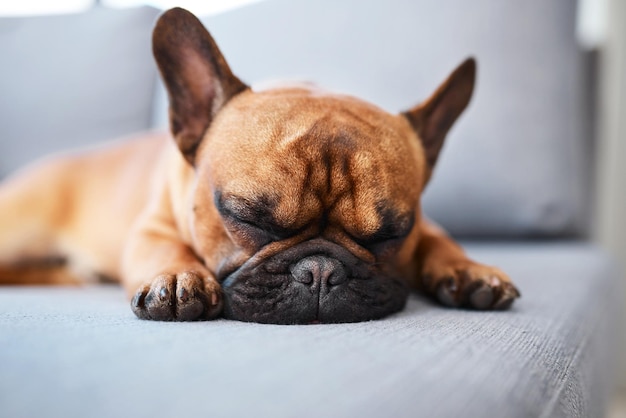 Inizierò la giornata facendo un pisolino Inquadratura di un adorabile cane che dorme su un divano a casa