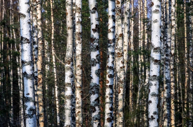 Inizio della primavera nella foresta russa