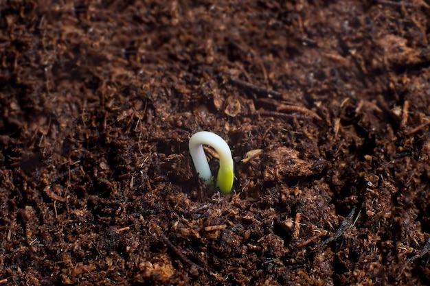 Inizio nuova vita. Nuovi inizi. Germinazione delle piante sul terreno.