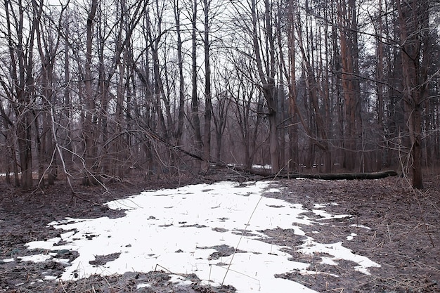 inizio primavera nella foresta / alberi senza foglie, la neve si scioglie, parco forestale grigio triste in primavera