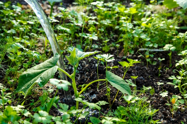 Innaffiare i cespugli di cetriolo in una serra con un getto d'acqua da un annaffiatoio