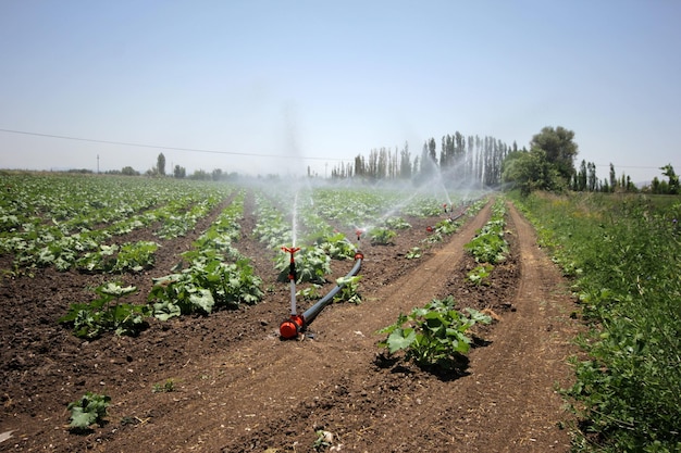 innaffiare il campo di zucca