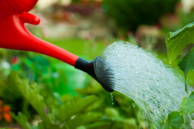 Innaffiare il giardino con un annaffiatoio