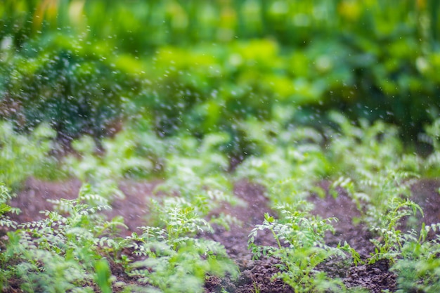 Innaffiare le piante di ortaggi in una piantagione nella calura estiva Gocce d'acqua irrigano le colture Concetto di giardinaggio Piante agricole che crescono nella fila del letto