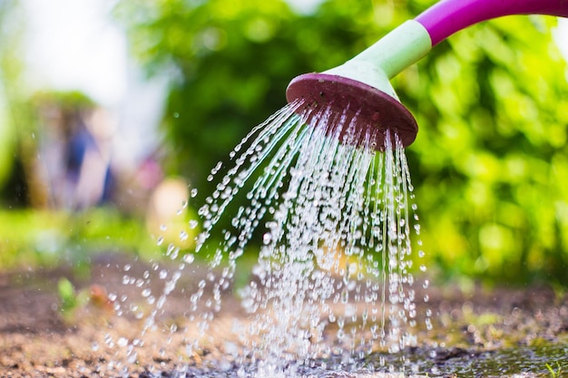 Innaffiare le piante vegetali in una piantagione nella calura estiva con un annaffiatoio Concetto di giardinaggio Piante agricole che crescono nella fila del letto