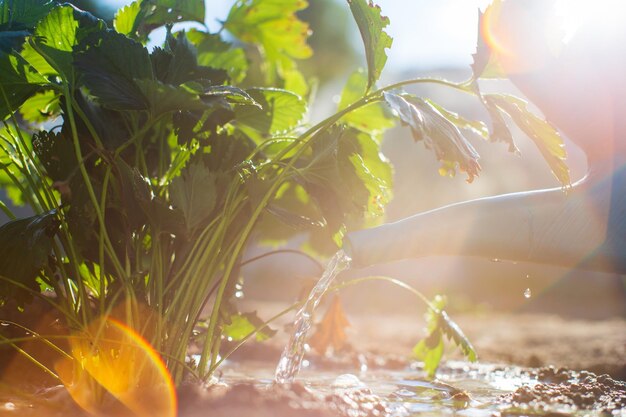 Innaffiare le piante vegetali in una piantagione nella calura estiva con un annaffiatoio Concetto di giardinaggio Piante agricole che crescono nella fila del letto