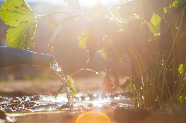 Innaffiare le piante vegetali in una piantagione nella calura estiva con un annaffiatoio Concetto di giardinaggio Piante agricole che crescono nella fila del letto