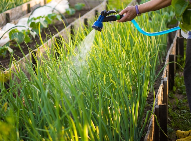 Innaffiare le verdure in giardino con un orto con tubo flessibile di irrigazione Concetto di giardinaggio