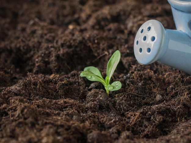 Innaffiare una giovane pianta verde da un annaffiatoio Piantare giovani piante in un terreno fertile