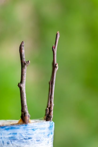 Innesti primaverili di alberi