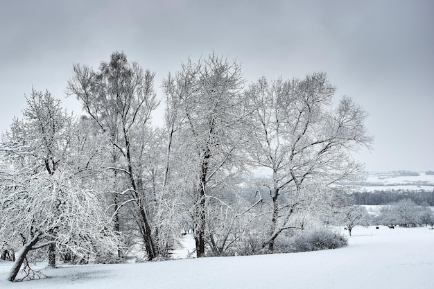 innevati alberi