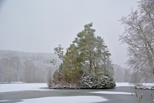 innevato albero