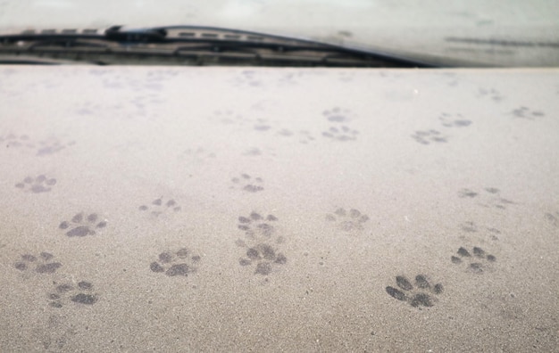 Innumerevoli impronte di gatto sul cofano dell'auto coperto di polvere