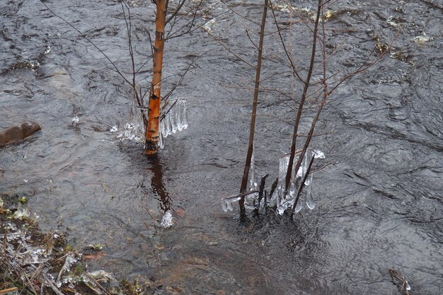 Inondazione primaverile Acqua di precipitazione nel fiume vista dall'alto Acqua ferrosa scura si precipita nel ruscello Una schiuma giallo-bianca Karelia Lososinka Fiume in primavera Inondazioni tsunami e cambiamenti climatici Movimento dell'acqua