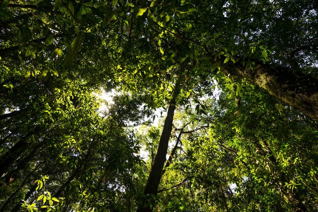 Inquadratura dal basso che osserva in su dell'albero della foresta tropicale di abbondanza con foglie verdi in montagna.