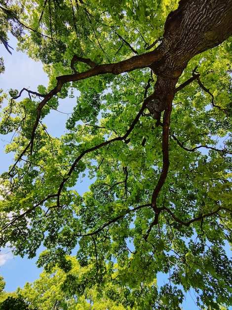 Inquadratura dal basso degli alberi contro il cielo