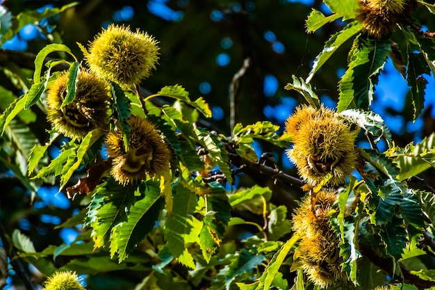 Inquadratura dal basso del primo piano dei fiori gialli