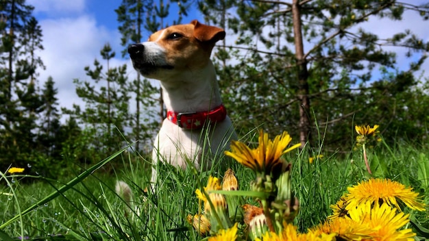 Inquadratura dal basso del simpatico cucciolo di cane jack russell sull'erba fresca d'estate