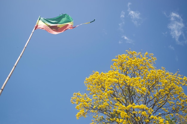 Inquadratura dal basso della bandiera Rasta vicino all'albero poui contro un cielo blu in una giornata di sole