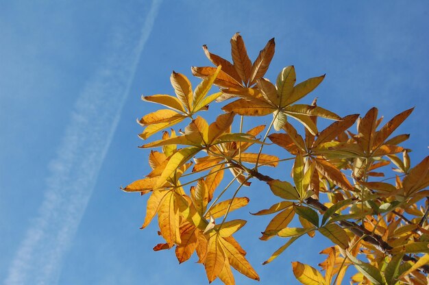 Inquadratura dal basso delle foglie gialle con il cielo sullo sfondo