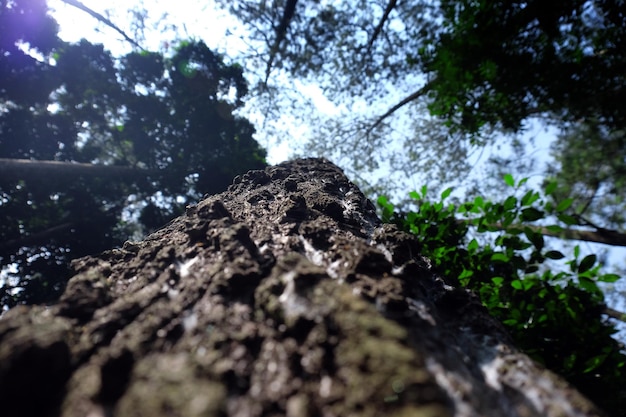 Inquadratura dal basso di alberi di pino