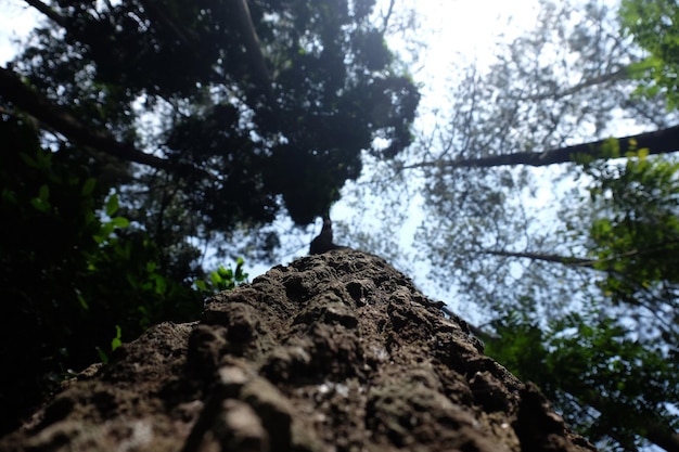 Inquadratura dal basso di alberi di pino