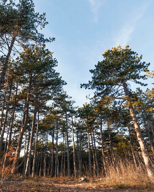 Inquadratura dal basso di bellissimi alberi