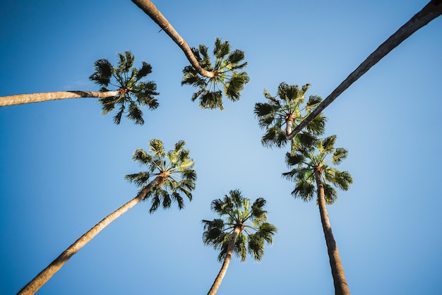 Inquadratura dal basso di sei palme in una giornata di sole Scena colorata e pacifica