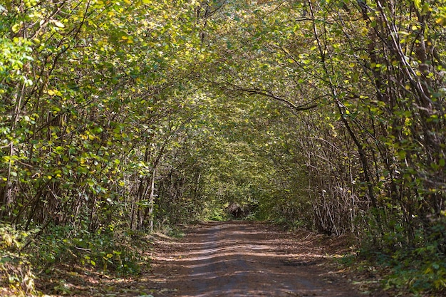 Inquadratura dal basso di una strada nel mezzo di una foresta Alberi che formano un tunnel su una strada in autunno Ucraina