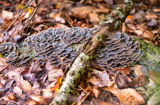 Inquadratura dall'alto di un fungo in una foresta durante il giorno