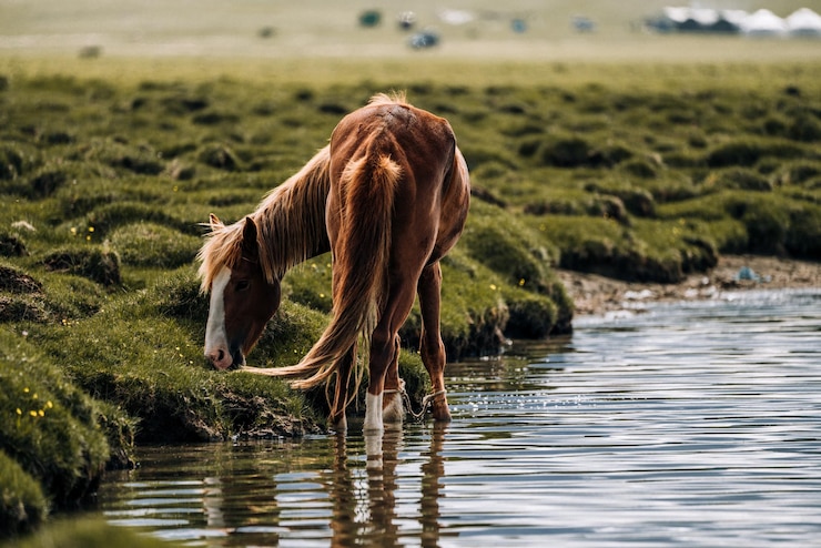 Inquadratura di una bellissima vista primaverile e di un cavallo marrone che pascola in un lago