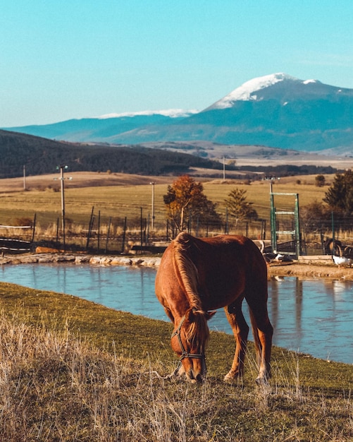 Inquadratura mozzafiato di un cavallo marrone in un campo durante il tramonto