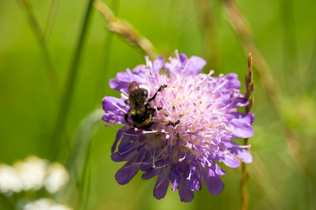 Inquadratura ravvicinata di un calabrone che raccoglie polline da un fiore scabioso di campo con posto per il testo