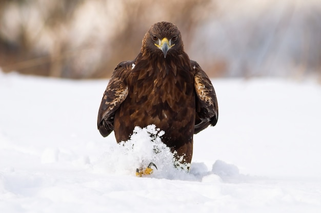 Inquietante aquila reale che cammina sul prato nella natura invernale.