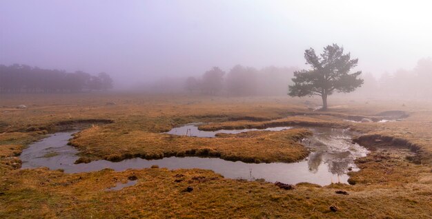 Inquietante scena nella foresta con ruscello, nebbia densa e albero isolato. Fotografia panoramica della natura nel parco naturale di Peguerinos, Avila. In Castilla y Leon, Spagna.