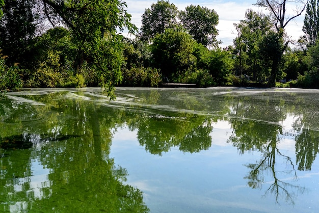 Inquinamento dell'acqua causato dalla fioritura di alghe verdi blu sulla superficie dell'acqua