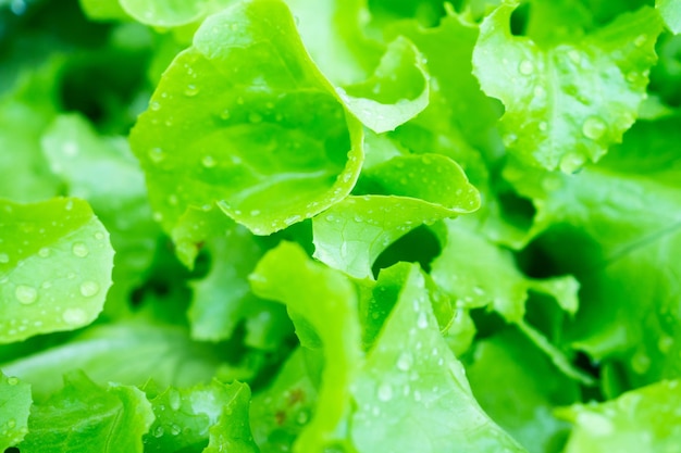 Insalata di lattuga verde fresca lascia il fondo