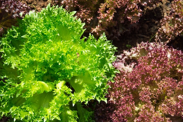 Insalata di querce verdi e quercia rossa