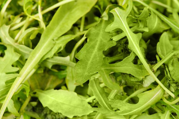 Insalata di rucola