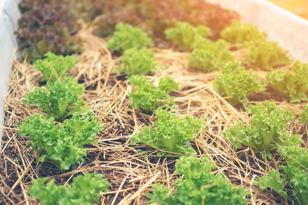 Insalata di verdure nell&#39;azienda agricola