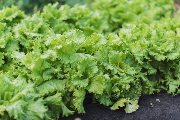 Insalata fresca di verdure che cresce sul campo nel villaggio