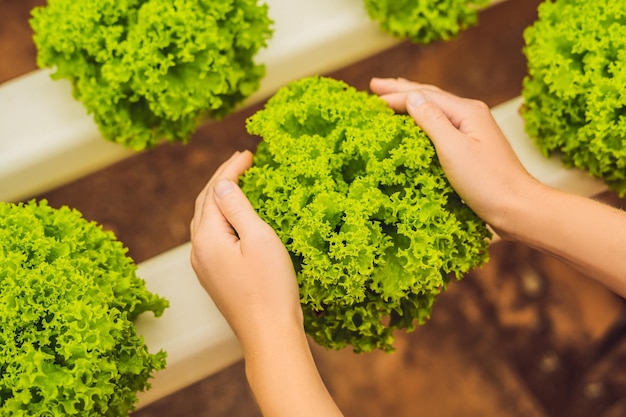 Insalata in mani premurose. Insalata di verdure idroponica. Metodo idroponico di coltivazione di piante, verdure, insalata, in acqua, senza terreno. Lattughe idroponiche in tubo idroponico