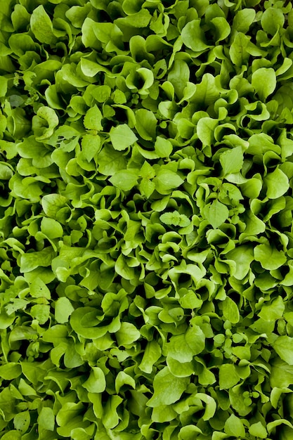 Insalata verde biologica coltivata senza pesticidi